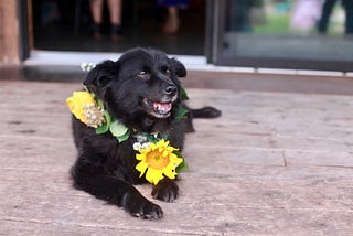 Jessie wears a lei made of yellow flowers and smiles while laying on a porch