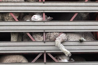 Torturing lambs good, fur bad — Denver Liberals Vote