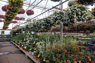 Greenhouse garden with colorful plants