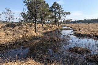 Seeking aliens and weeding a bog