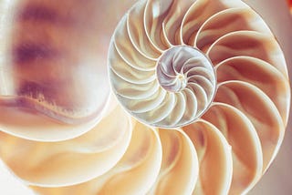 The Fibonacci illustrated by the cross section of a pearl nautilus.