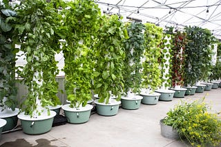 Vertical Gardening: What is it and Why does it Matter?