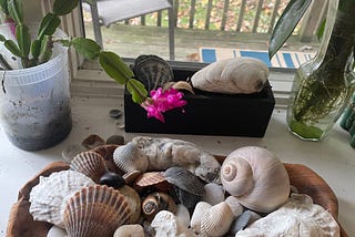 Sand Dollars and Sea Glass and Second Chances on Love