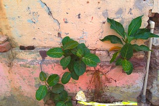 DEP Prompt — Should Kindness Always Win?