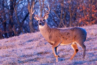 Critics raise alarms over CWD bill