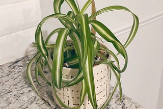 Hope in a Potted Plant