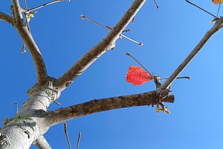 Registro XXI ~ Um grande sonho