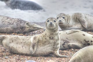 Photography Tips: Don’t Dress Up as a Seal.