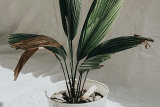 Photo of a green plant in a white ceramic pot.