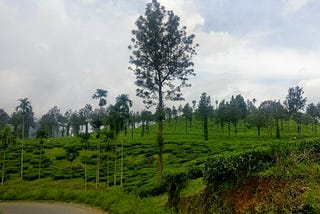 Wayanad — Third time is the charm