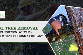 Tree Removal Service