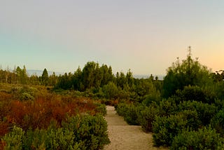Sandy trail surrounded by colorful dessert flora