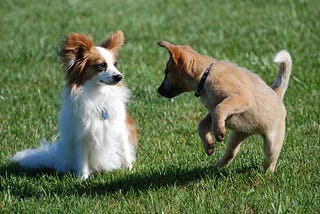 Dog-Sitter ou Robot ?