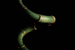 The Courage of Lucky Bamboos