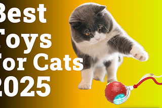 Best Toys For Cats | Top 5 Toys For Cats 2025