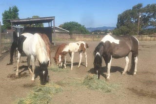 Elaine Nash Feeds Thousands of Horses as Owners Lose Jobs