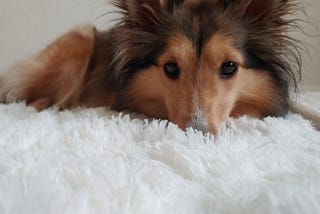 Life Lessons Taught By a Sheltie: What raising a sheltie is teaching me about life