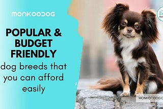 Most Popular and Budget-Friendly Dog Breeds That You Can Own Easily