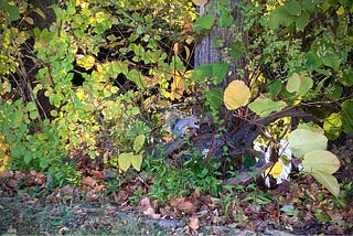 Image shows a grey squirrel, on the edge of a tree, hidden among large green leaves