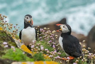 Two puffins standing in flowers, looking like one is talking to the other.