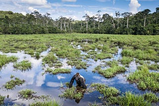 A silverback gorilla stands in a swamp.