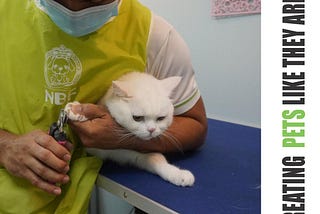 Cat Grooming in Dubai