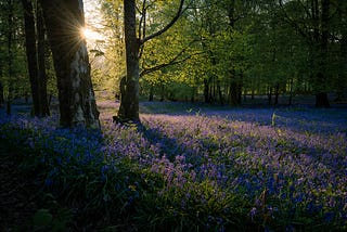 The Forest Wonders Where We Went