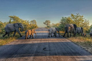 Mandela, elefantes, praias e sonhos: uma viagem por África do Sul e Moçambique