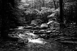 In moments of despair, go to the woods.