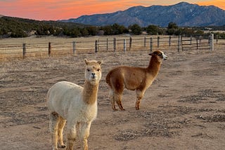 The view of farmland with two alpacas, a white and a brown one in the foreground with an orange sunset in the background.