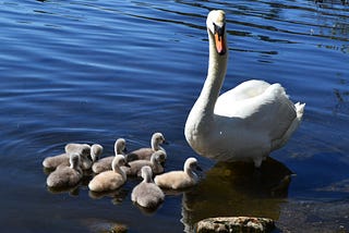 The Swan Whisperer