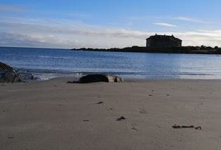 Winter Irish Sea Swimming