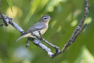 A slightly soft-focus image of a Philadelphia Vireo, a small songbird with a pale yellow throat and breast, blue-gray wings, back and head, and a striking white/black/white banding across the eye, perched on a twig in front of blurred foliage.