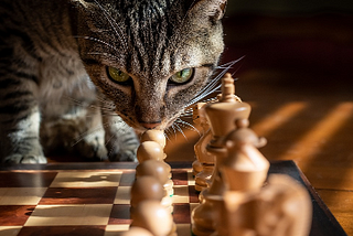 Screen shot of a cat trying to make a move on a chess board