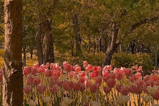 Metáfora ( jardim de tulipas)