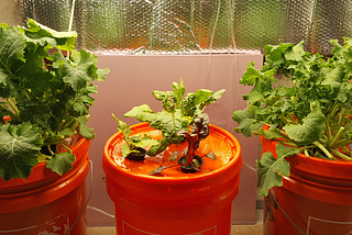 Hydroponic Gardening