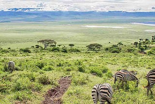 5 Days Best Of Tanzania Wild Luxury Safari.