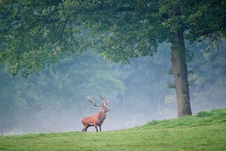 Killing Large Non-Native Herbivores May Be A Conservation Mistake