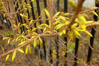 Mellow Yellow