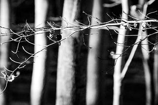 Black and white image of woodland