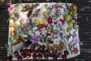 Paper with a collection of flowers, leaves and conkers arranged on it