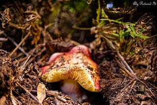 In the forest a red and white mushroom emerges from the earth.