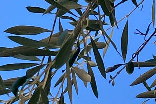 Stop Complaining, Child of God!