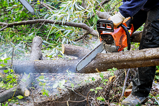 Protecting Your Property: How Tree Service Can Prevent Damage from Overgrown Branches