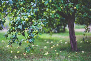 Was wäre, wenn wir Naturprinzipien in unseren Projekten anwenden würden?