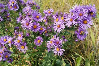 Lawns to Legumes at 5: What we’ve learned about protecting pollinators