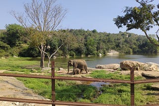Bannerghatta National Park — A step into the wilderness