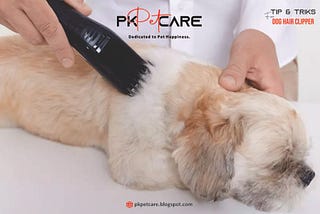 Discover expert tips and tricks for grooming your dog like a pro with our comprehensive guide on using dog hair clippers confidently. Elevate your pet’s grooming experience today!
