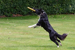 Two Dogs Passing a Frisbee: Why Machine Learning struggles to Explain this Image