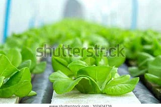 How to grow spinach in hydroponics